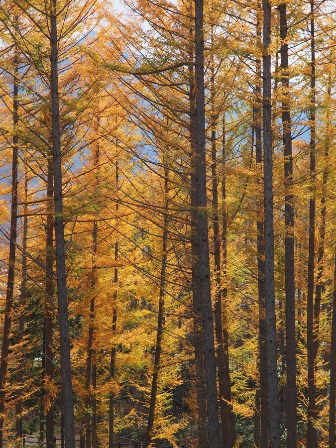 Log Hotel Larch Lake Kanayama Minamifurano Bagian luar foto